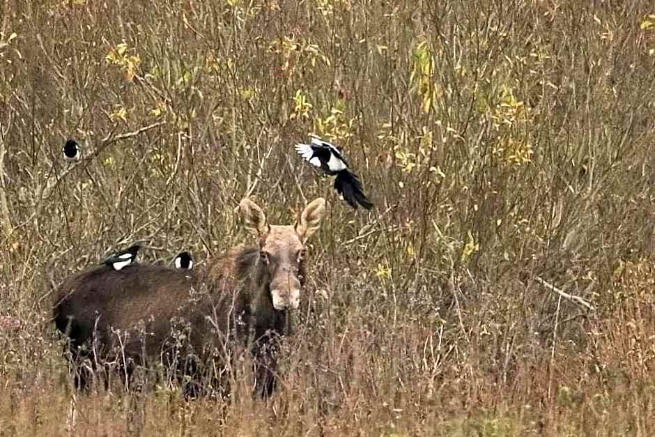 Gościniec Biebrzański