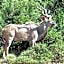 Kudu Ridge Game Lodge
