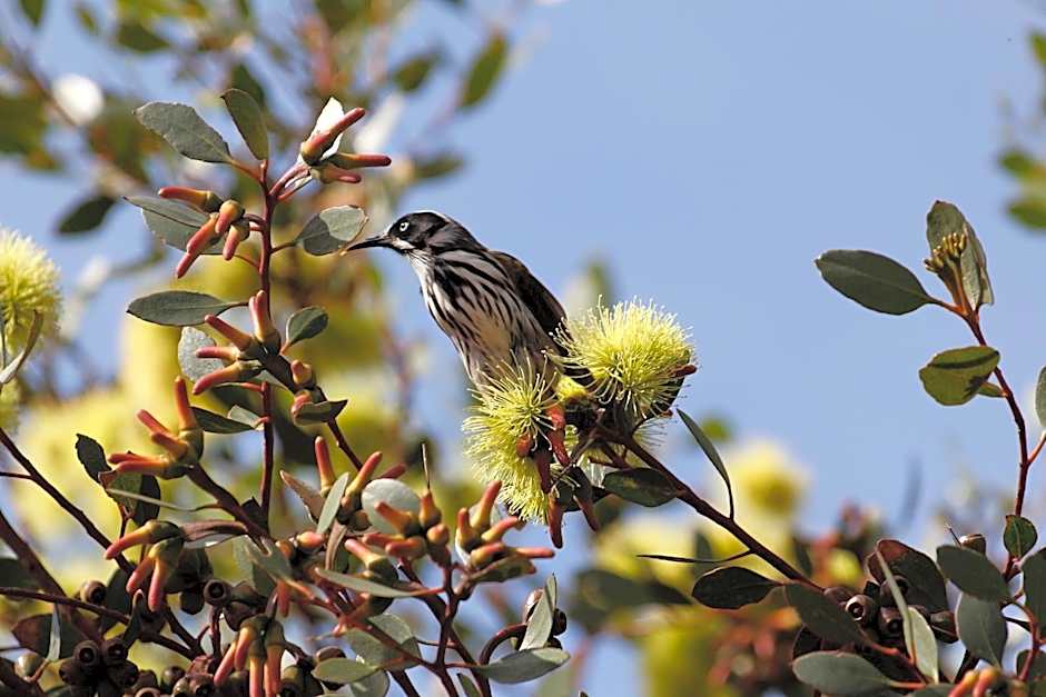Cape Jervis Holiday Units