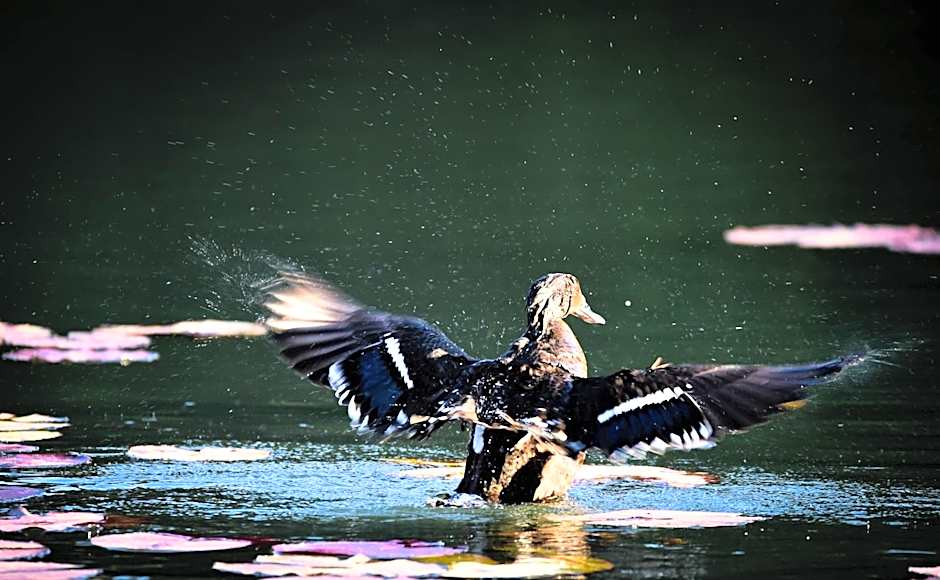 Bambuu Lakeside Lodge