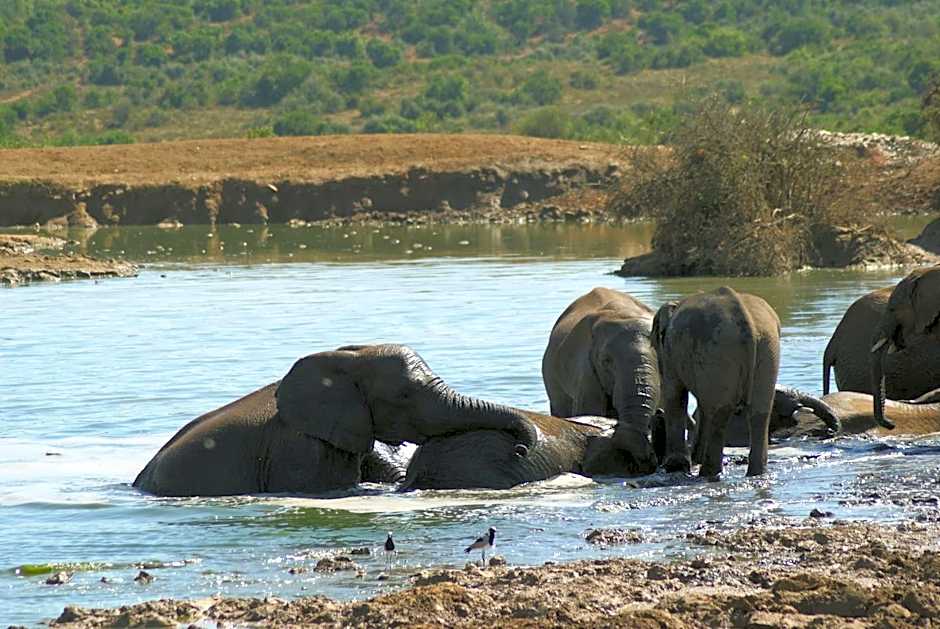 Homestead Bed and Breakfast - Travel Addo Group