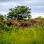 Foxy Crocodile Bush Lodge & Kruger Safaris