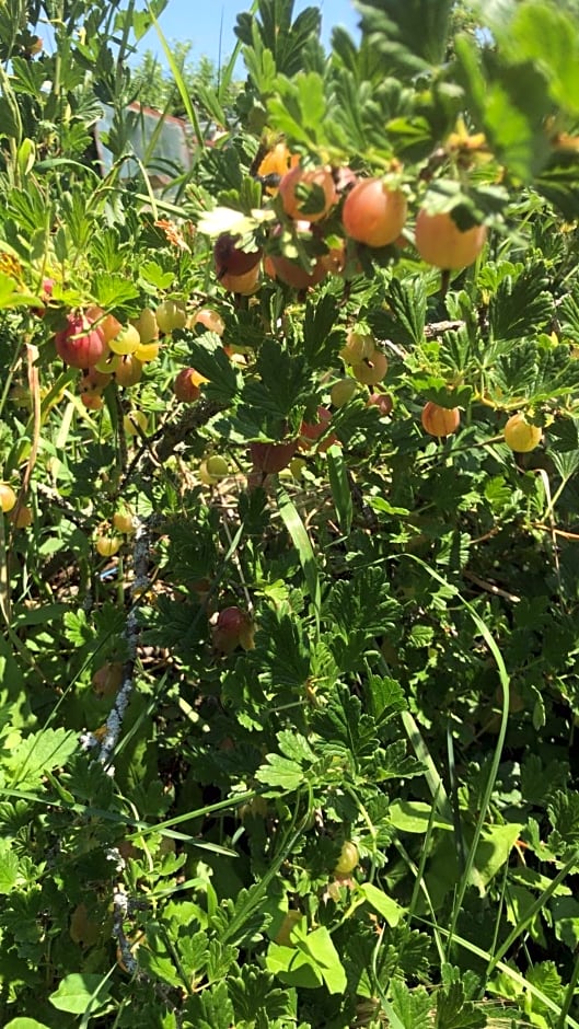 Bio Fattoria Cà d'Pignat