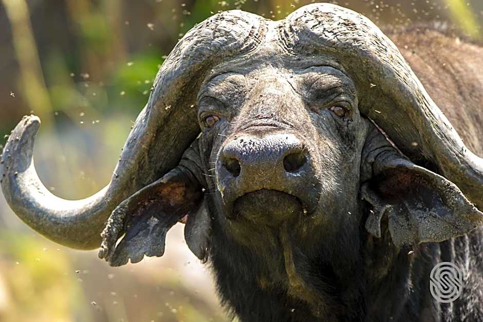 Mbuzi Mawe Serena Camp