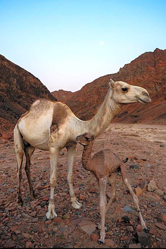 Marsa Shagra Village