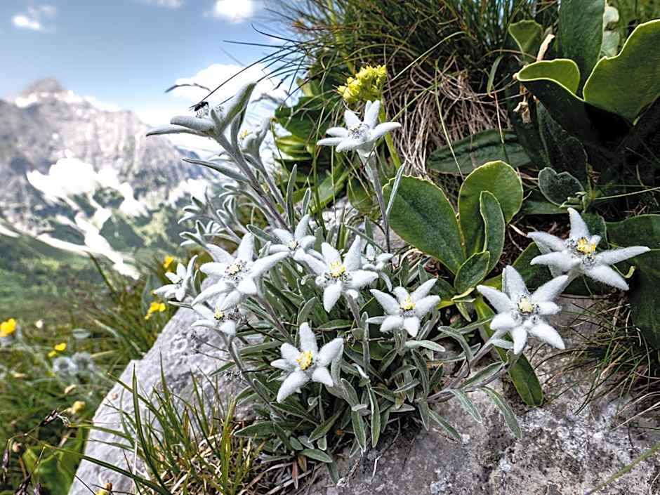 Das Naturhotel die Eng