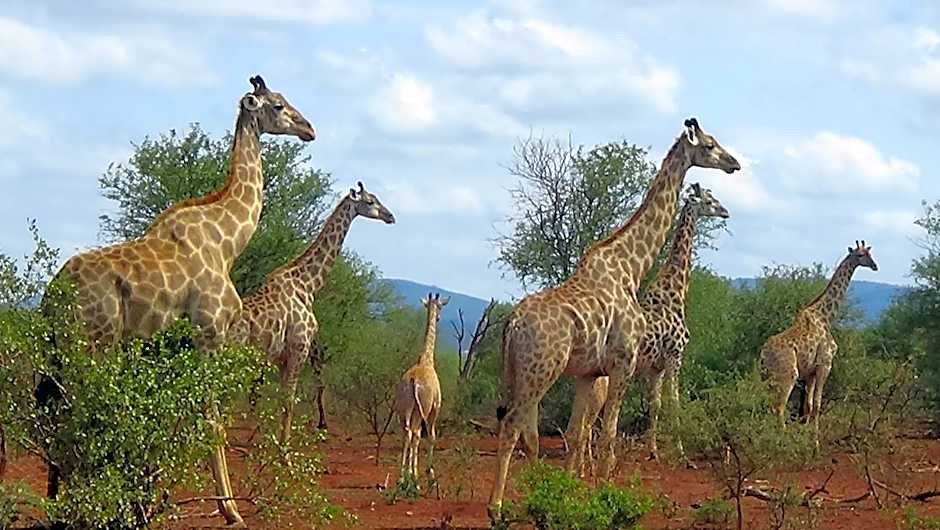 White Elephant Safaris