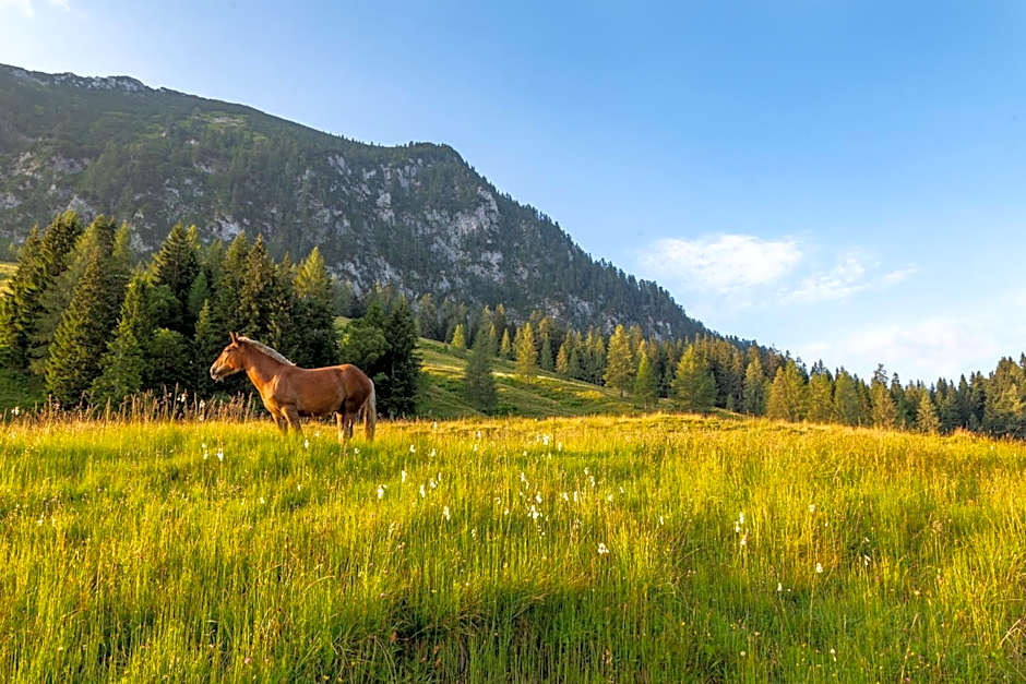 Almhaus Alpenrose Postalm