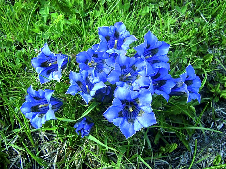 Gasthof Geierwallihof Klotz Konrad KEG