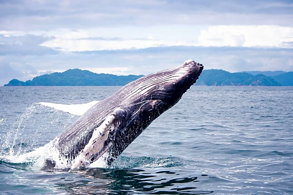 Isla Chiquita Gampling