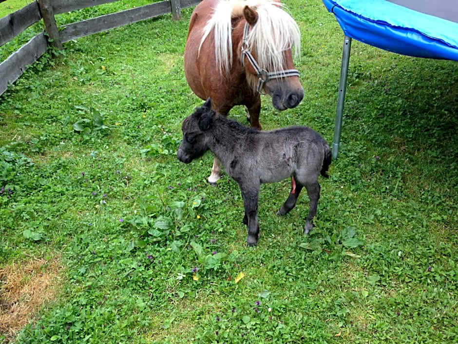 Hotel Hammerwirt - Forellenhof