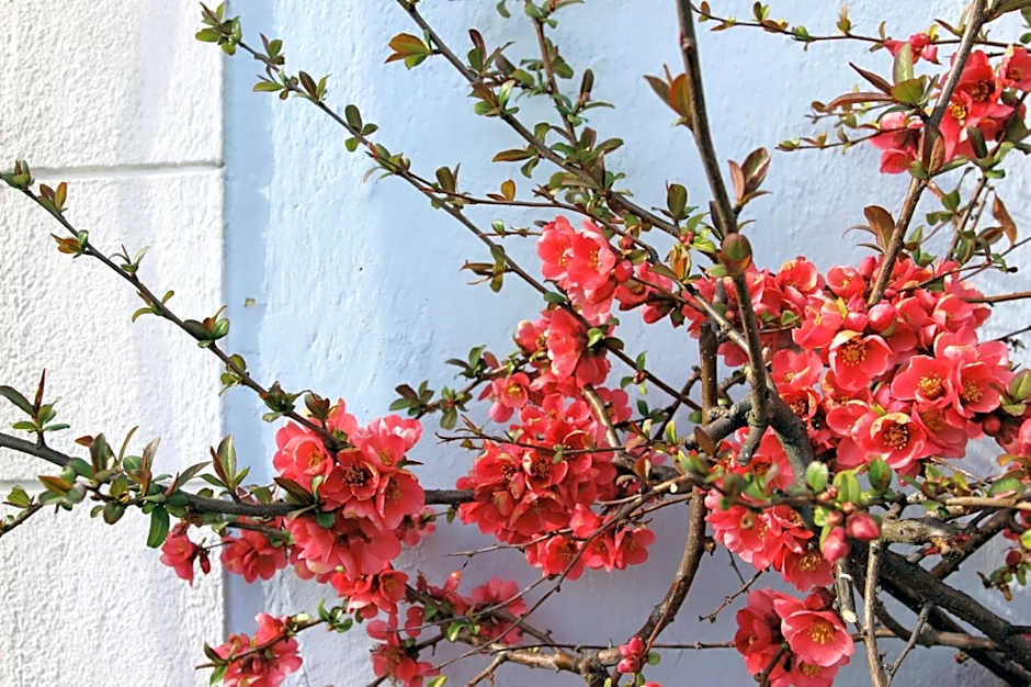 Wanderlust Boutique Rooms