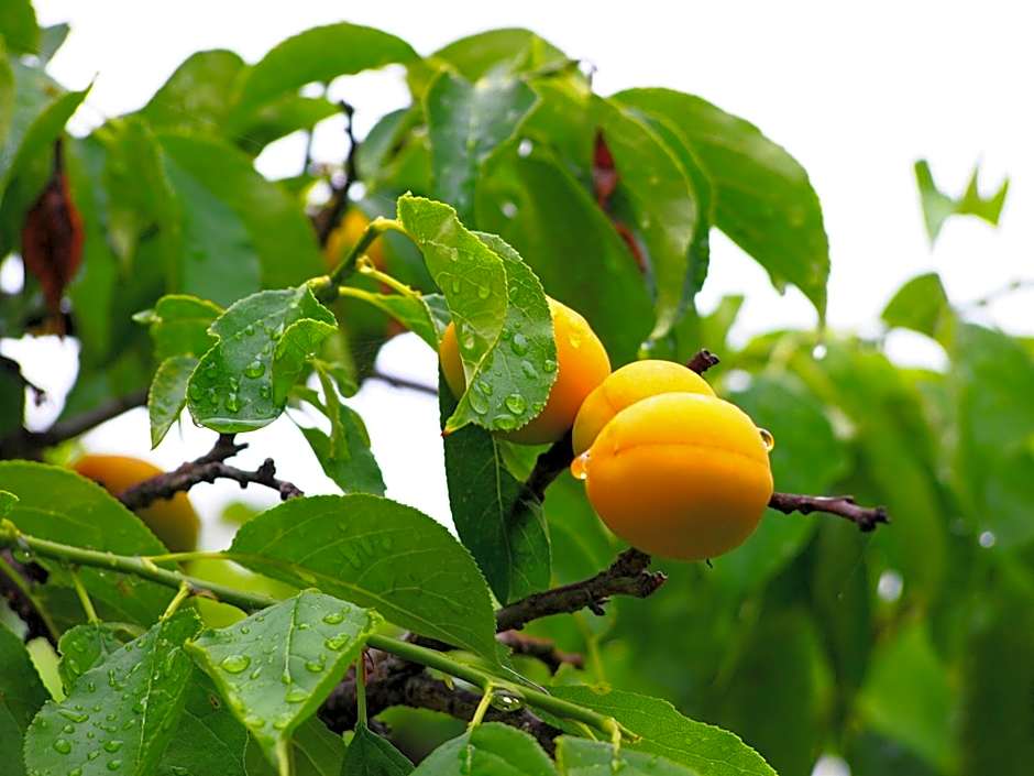 Ubusuna no Sato TOMIMOTO