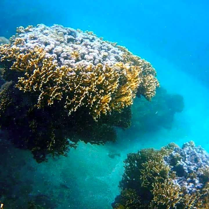 Pousada flor de lotus suítes budget café à parte