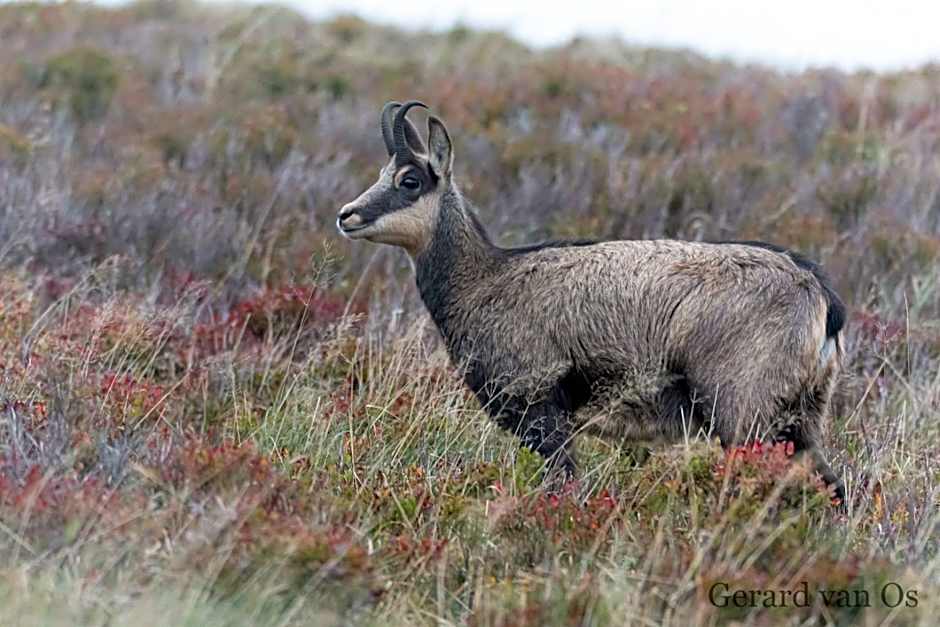 Domaine Des Hauts Viaux