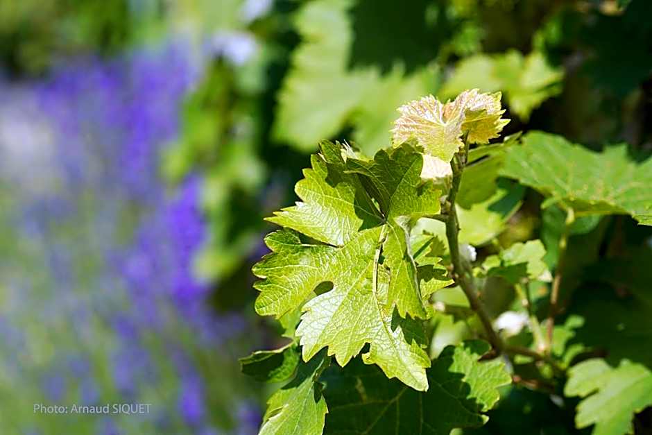 Le jardin des Biches