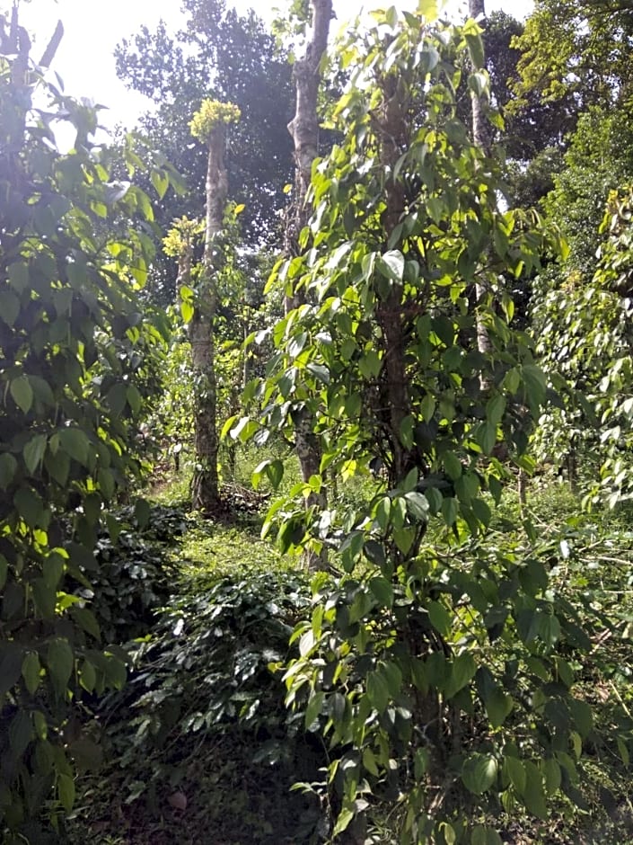 Coffee and Pepper Plantation Homestay