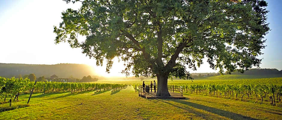 Denbies Vineyard Hotel