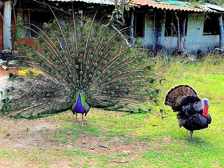 Rancho con Caballos El Reencuentro