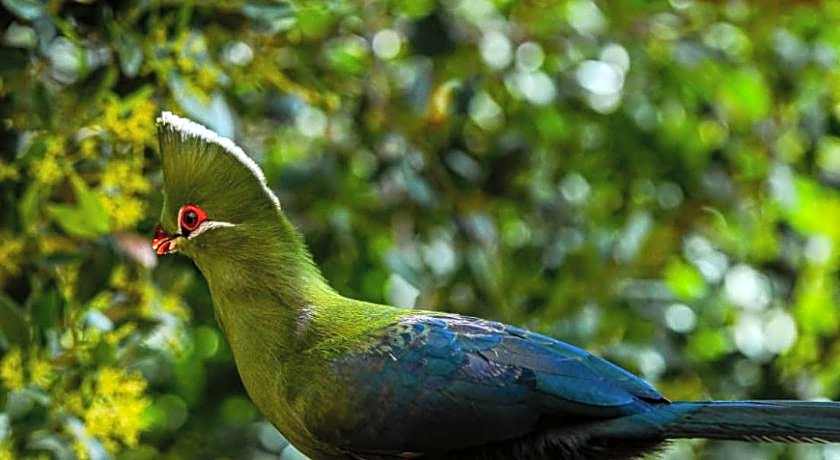 Forest Hill Wilderness