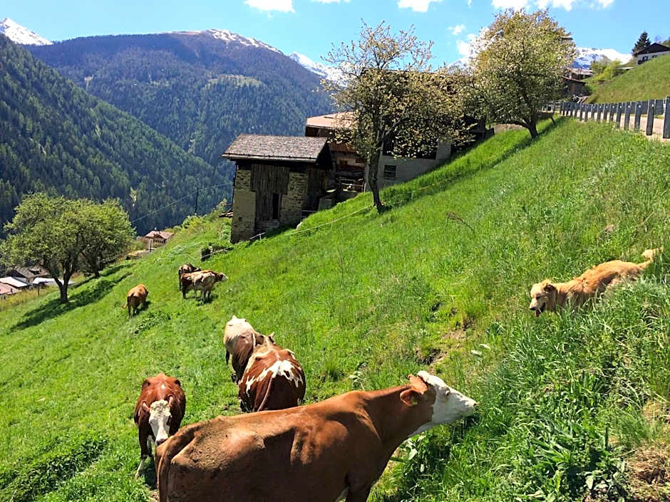 Agritur Maso Ciprianna B&B