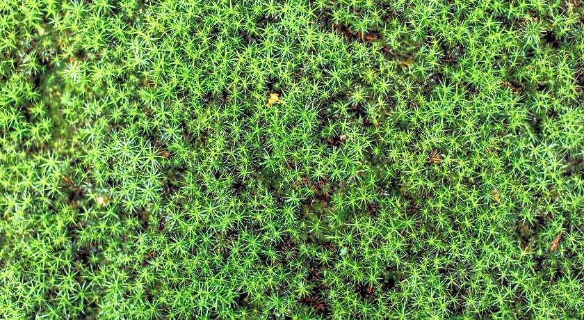 National important Cultural Ryokan TOSHIHARU