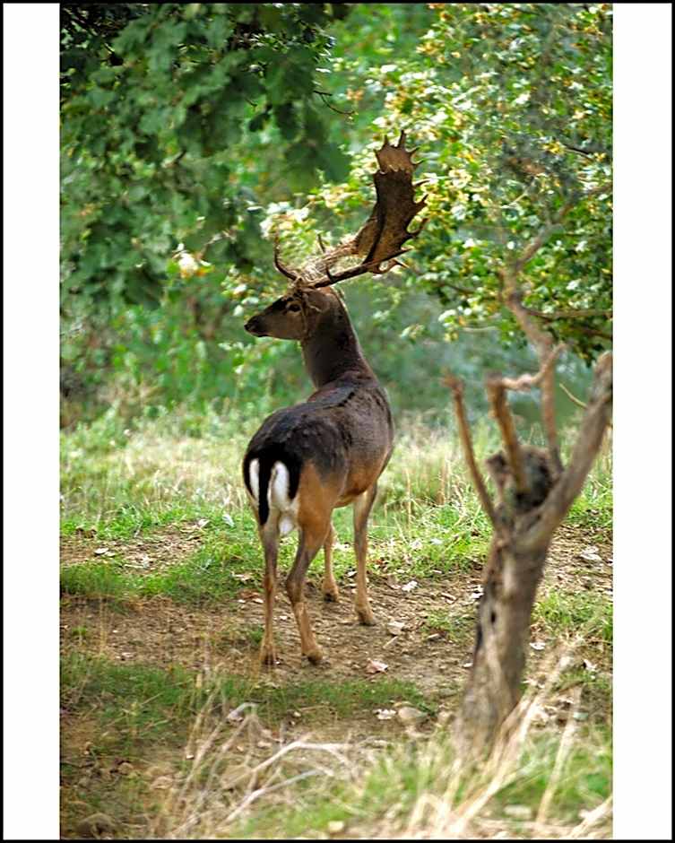 Il Poggio degli Olivi