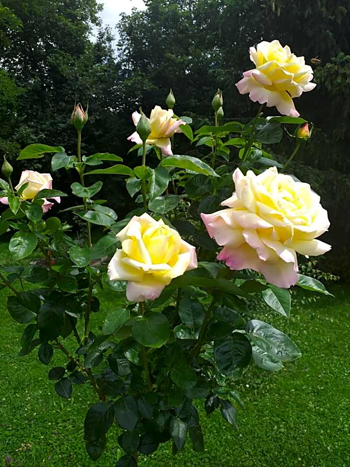 Zajazd Joniec Małgorzata