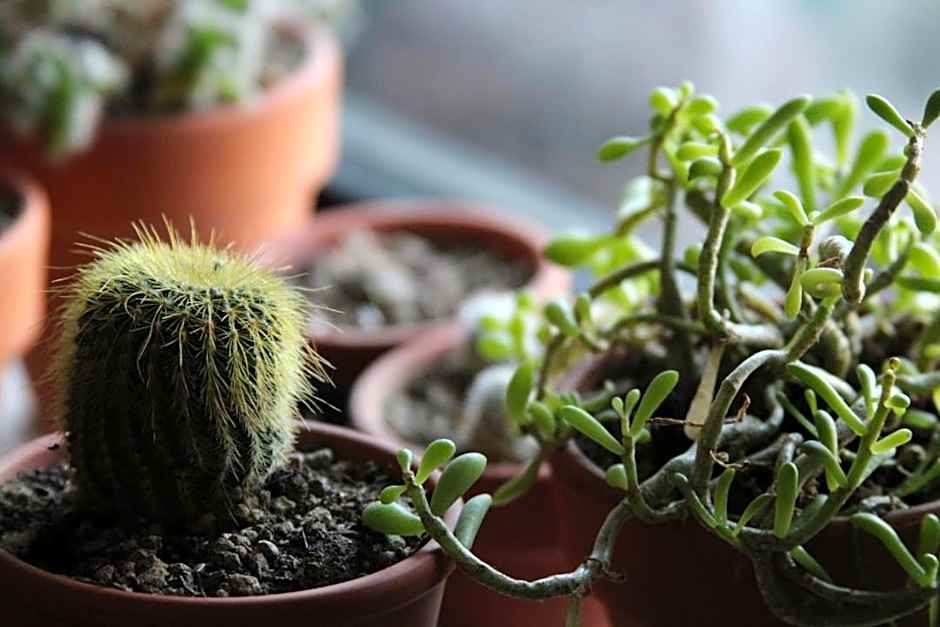 Ashland Commons Hostel