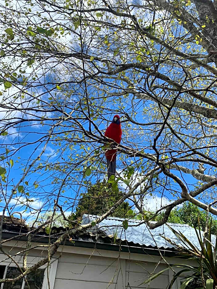 Flying Fox Backpackers