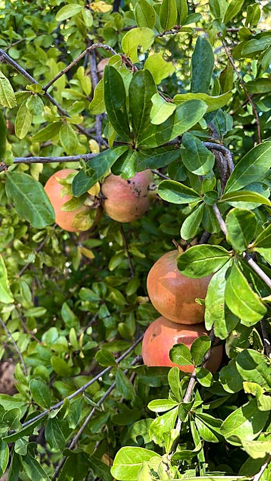 Hotel Masseria Marziale