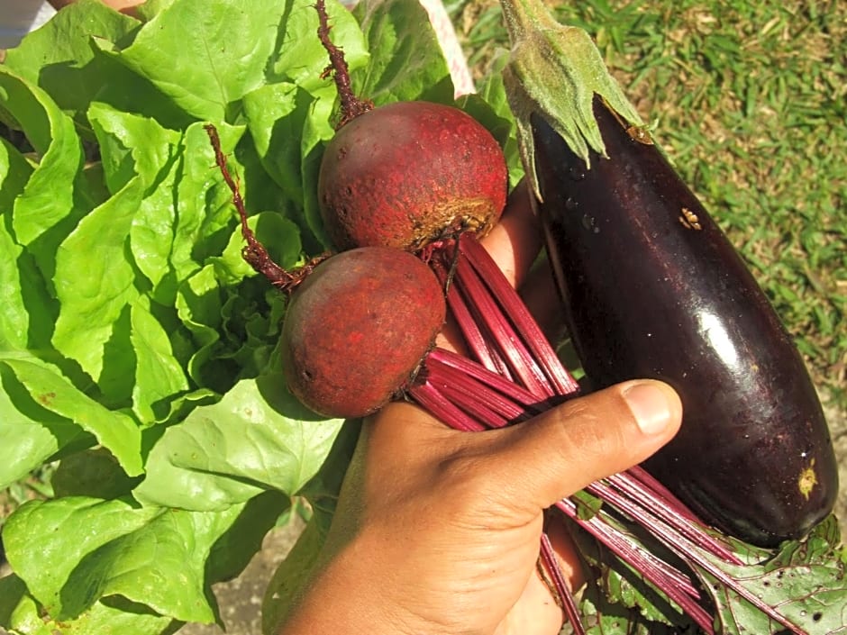 Pousada Serra da Matinha - vegetariana