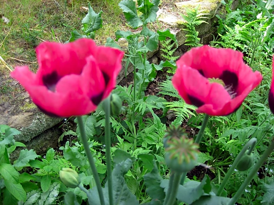 Sunflower Bed & Breakfast