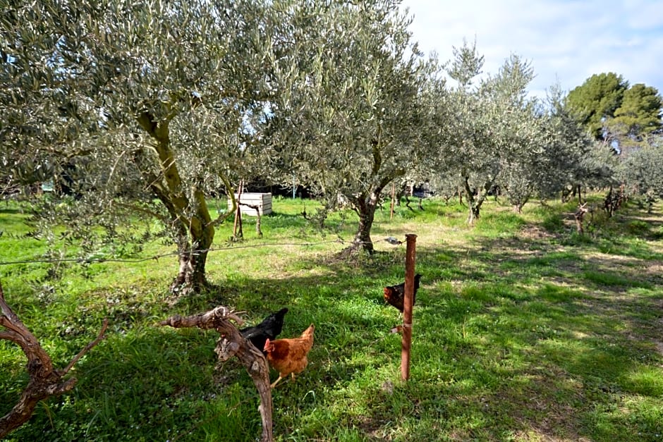 le cabanon de l'olivette