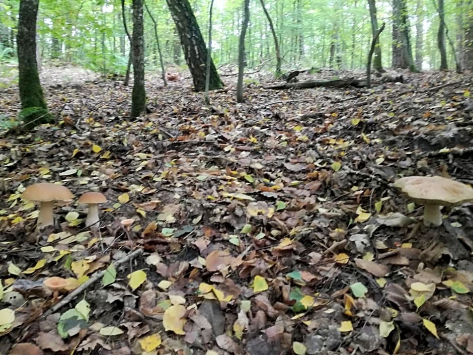 Domek letniskowy nad jeziorem