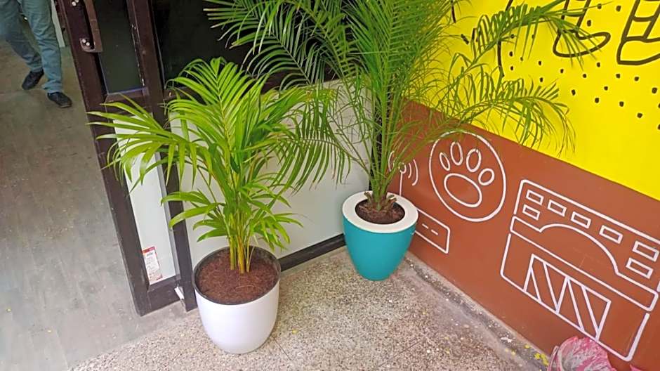 Bacpacmonkeycolive – Visakhapatnam, WI