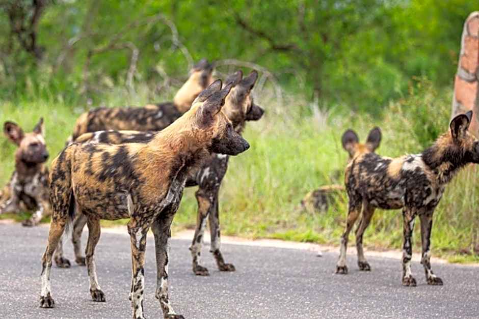Leopard Sands, Kruger Park