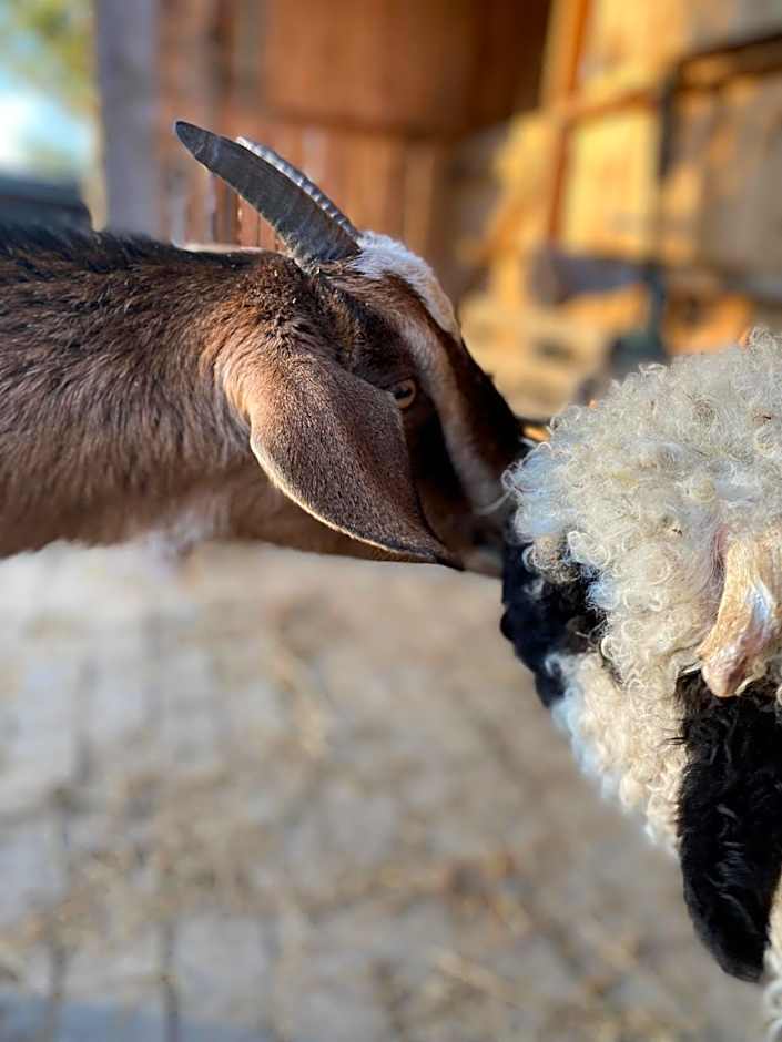 Koziula - Domki i Leśne SPA na Kaszubach