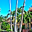Nautibeach Condos