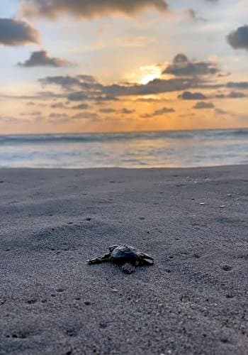 Hotel Villas Tortuga