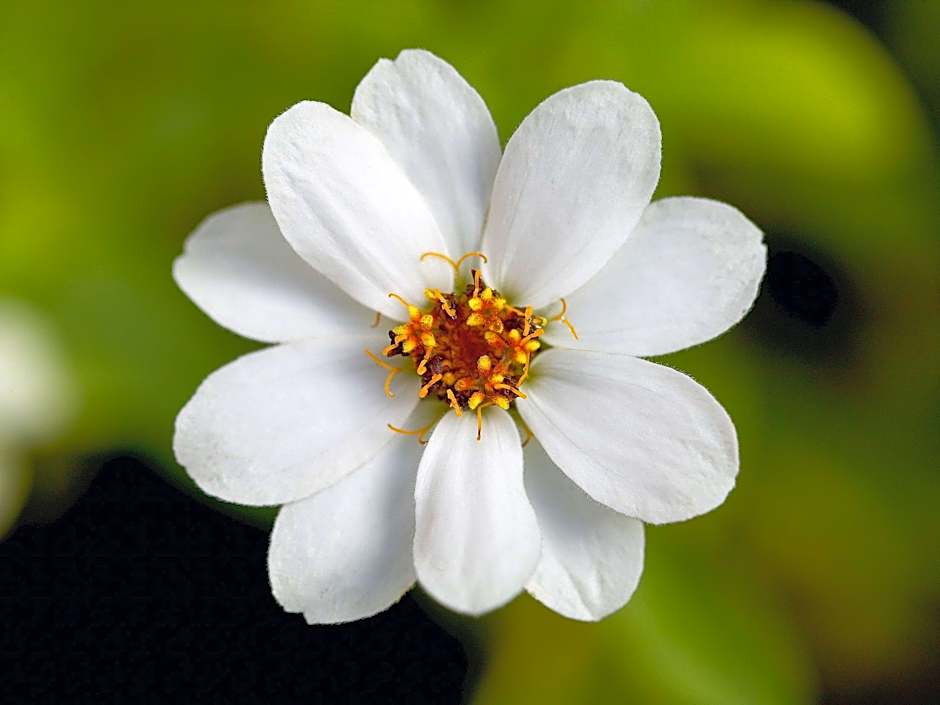 Mantra on Kent Sydney