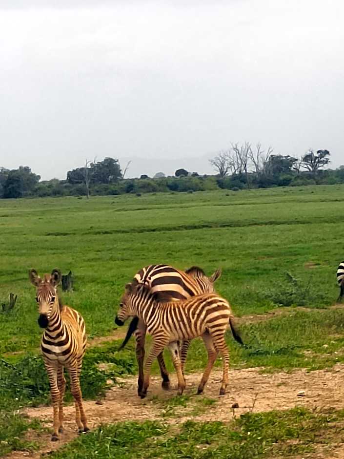 Tausa Tsavo Eco Lodge