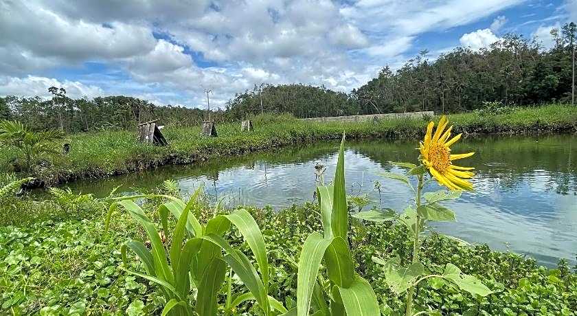 Jazz Ferme Inn Batuan Bohol