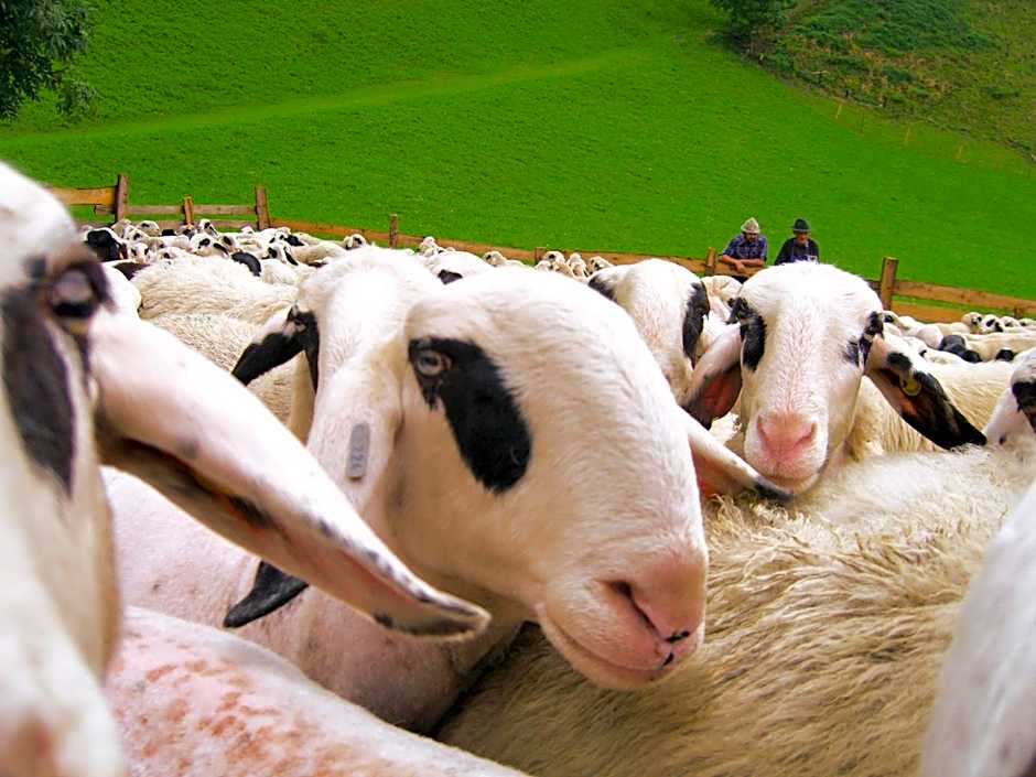 Gasthof Teiser Stern