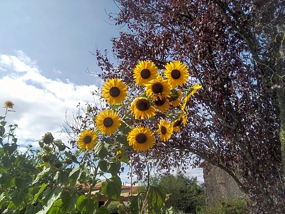 Les Tournesols