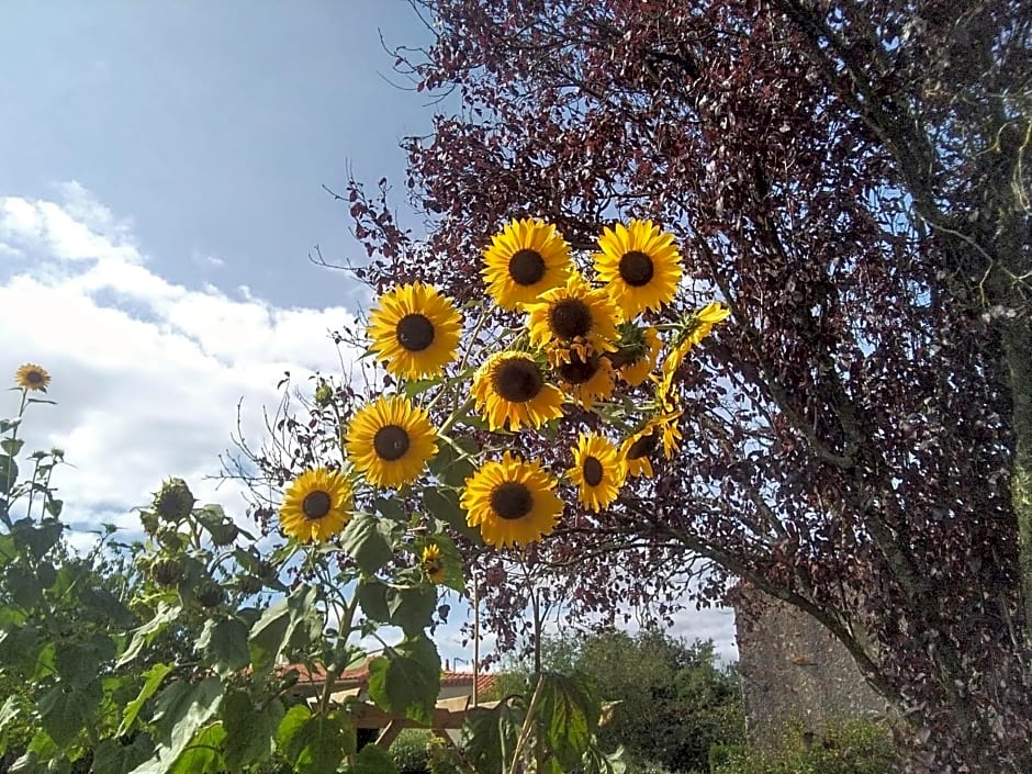 Les Tournesols