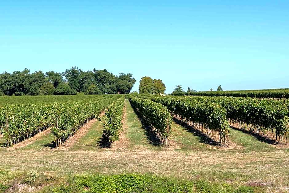 L'Ilot Vignes