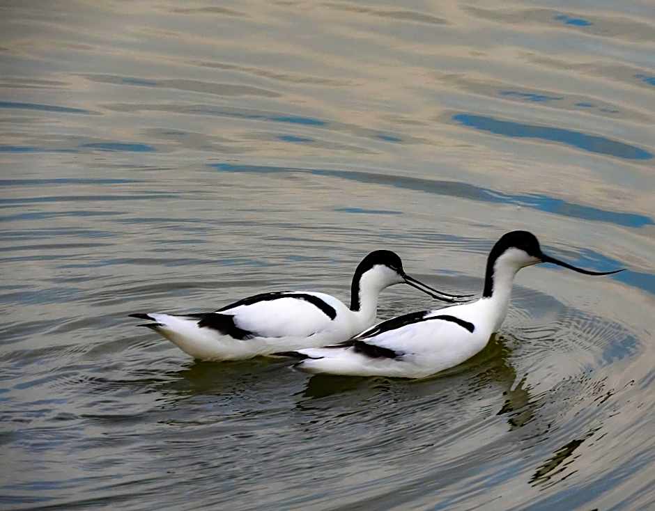 Hotel Alicia Auray Le Bono