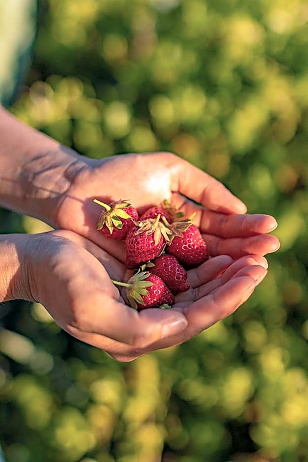 CASA RURAL Cigarral del Pintor