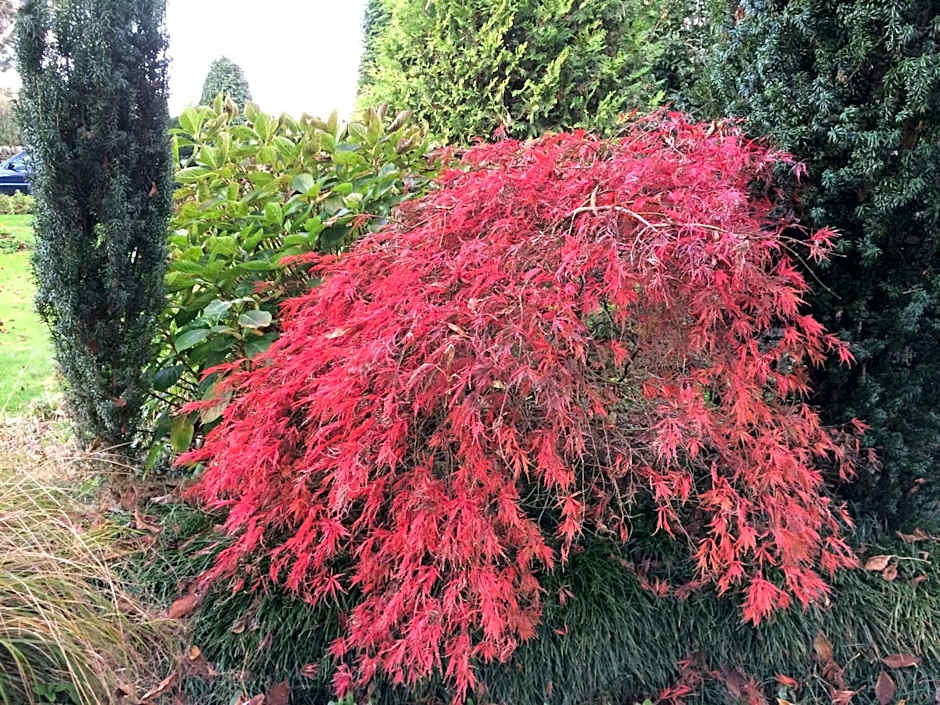 English Cherry Tree Manor